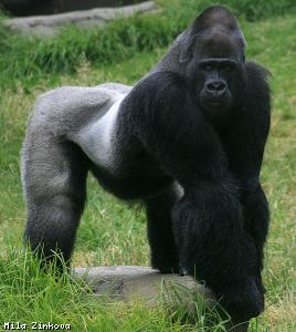 gorilla park