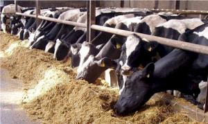 Administrators seek &#039;tolling&#039; arrangement for Rock Farm dairy