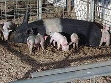 Pig farming business for sale