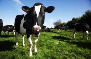 Dairy Crest hands milk business to Müller in £80m sale