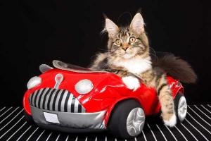 Mechanic finds live cat in car engine