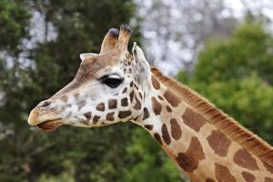 Tesco looks to sell off Giraffe restaurants