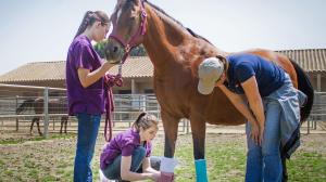 Equine veterinary group bought out by CVS