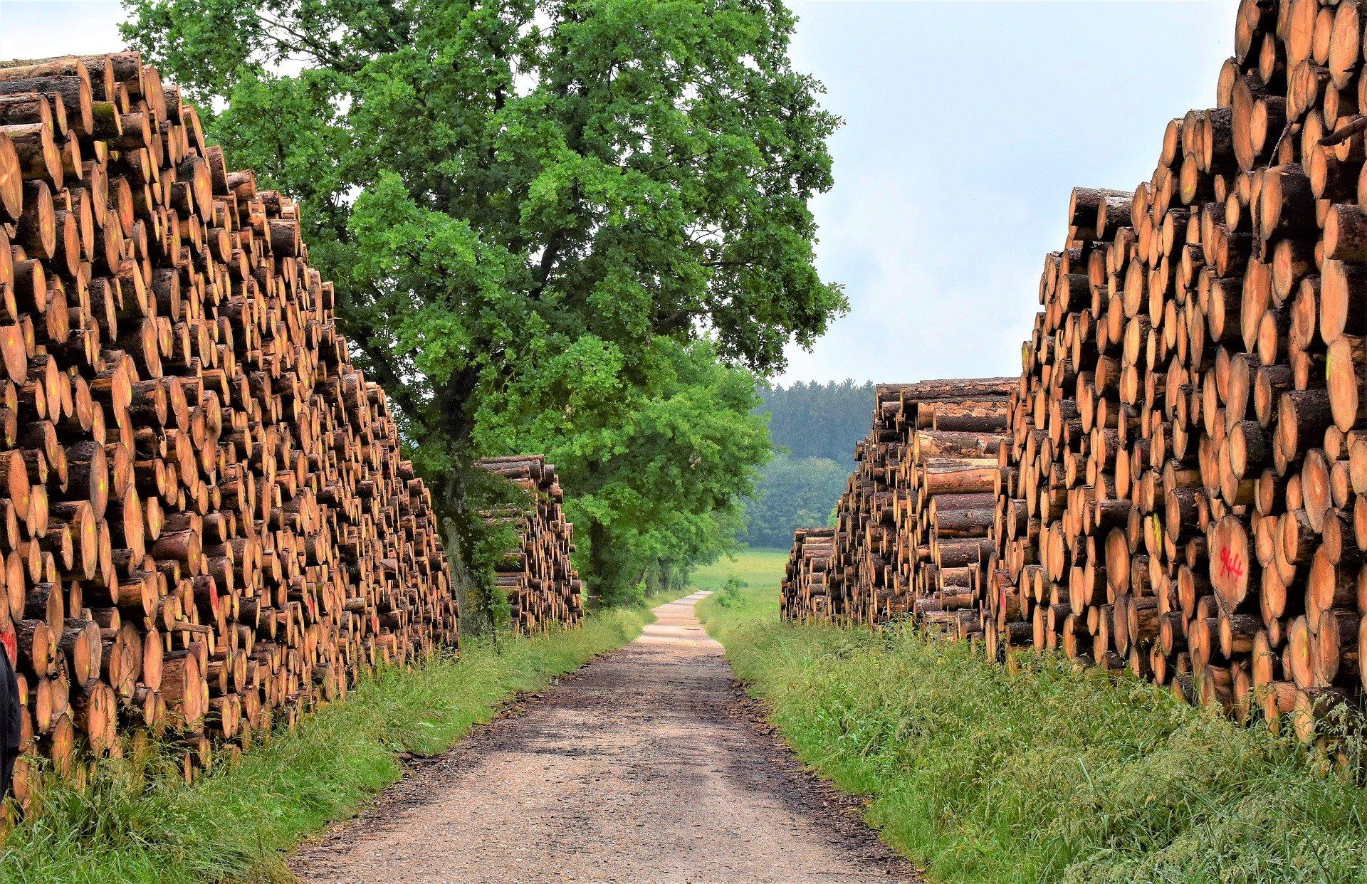 Private-equity backed firm acquires timber processor and distributor