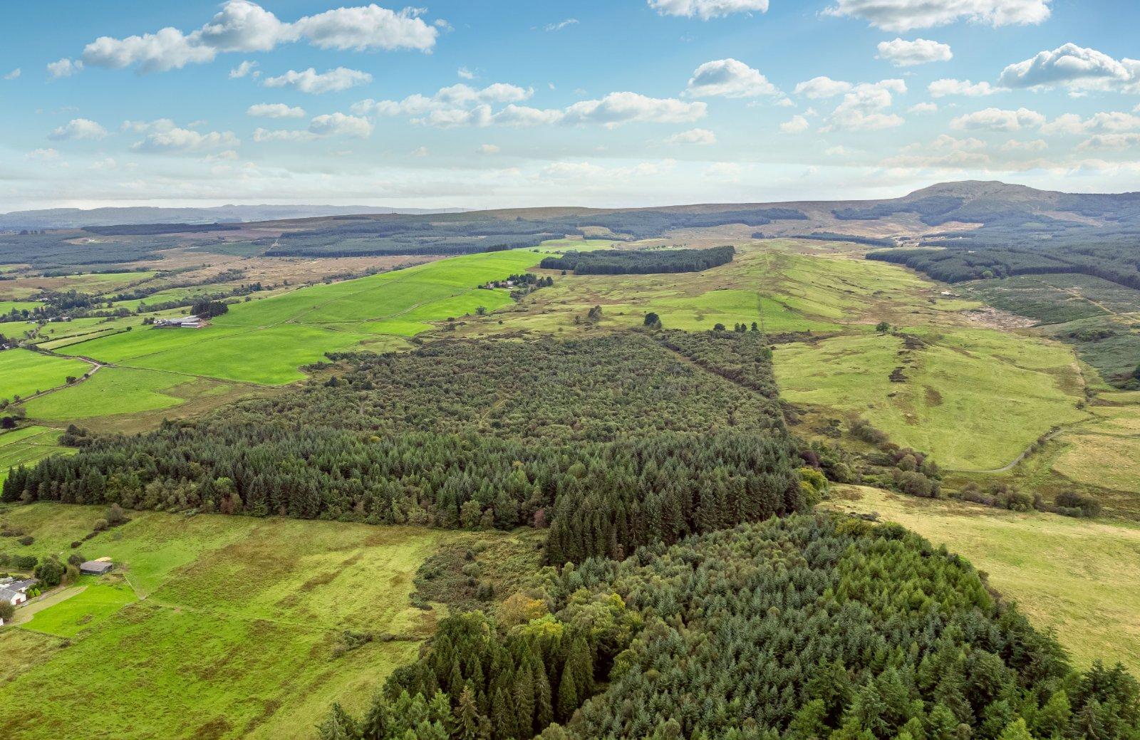 Stirlingshire woodland plantation available for &pound;850k+ as demand for UK timber soars