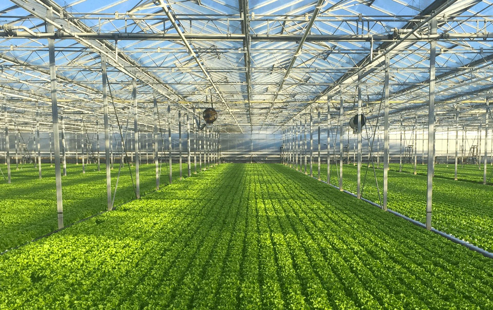Administrators market hydroponic salad grower for sale
