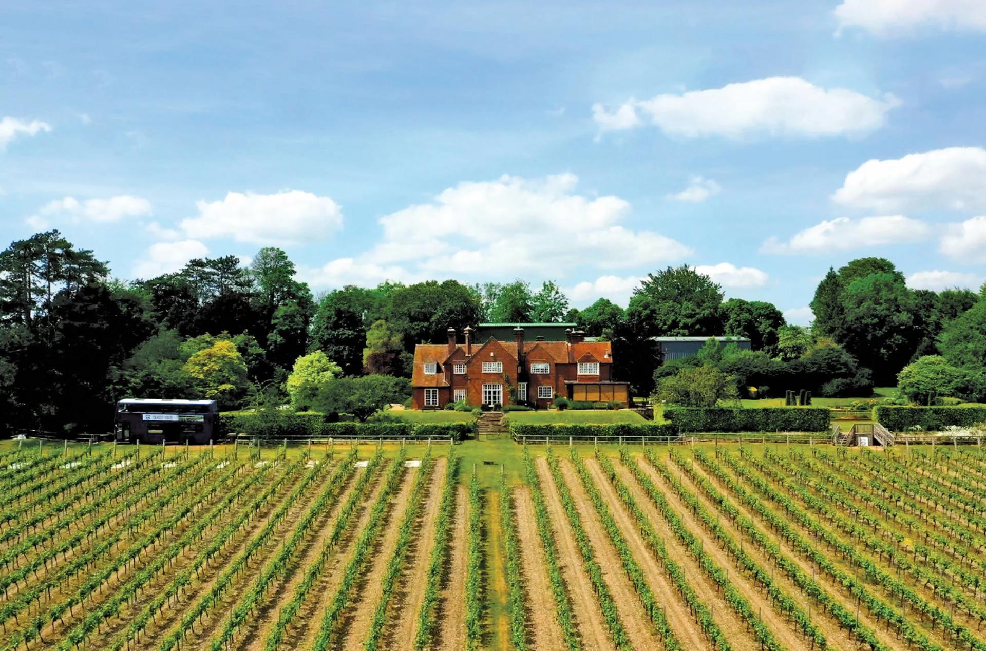Takeover bid initiated for Britain’s oldest vineyard