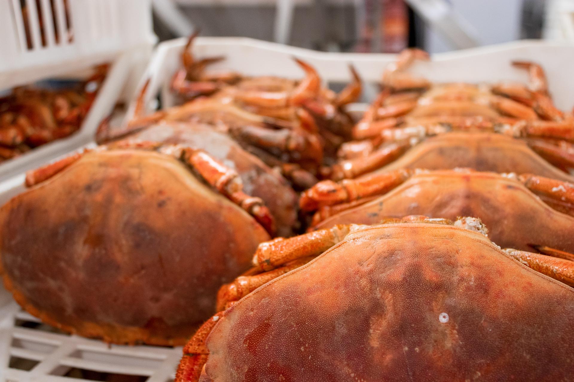 Devon crab processor acquired out of administration 