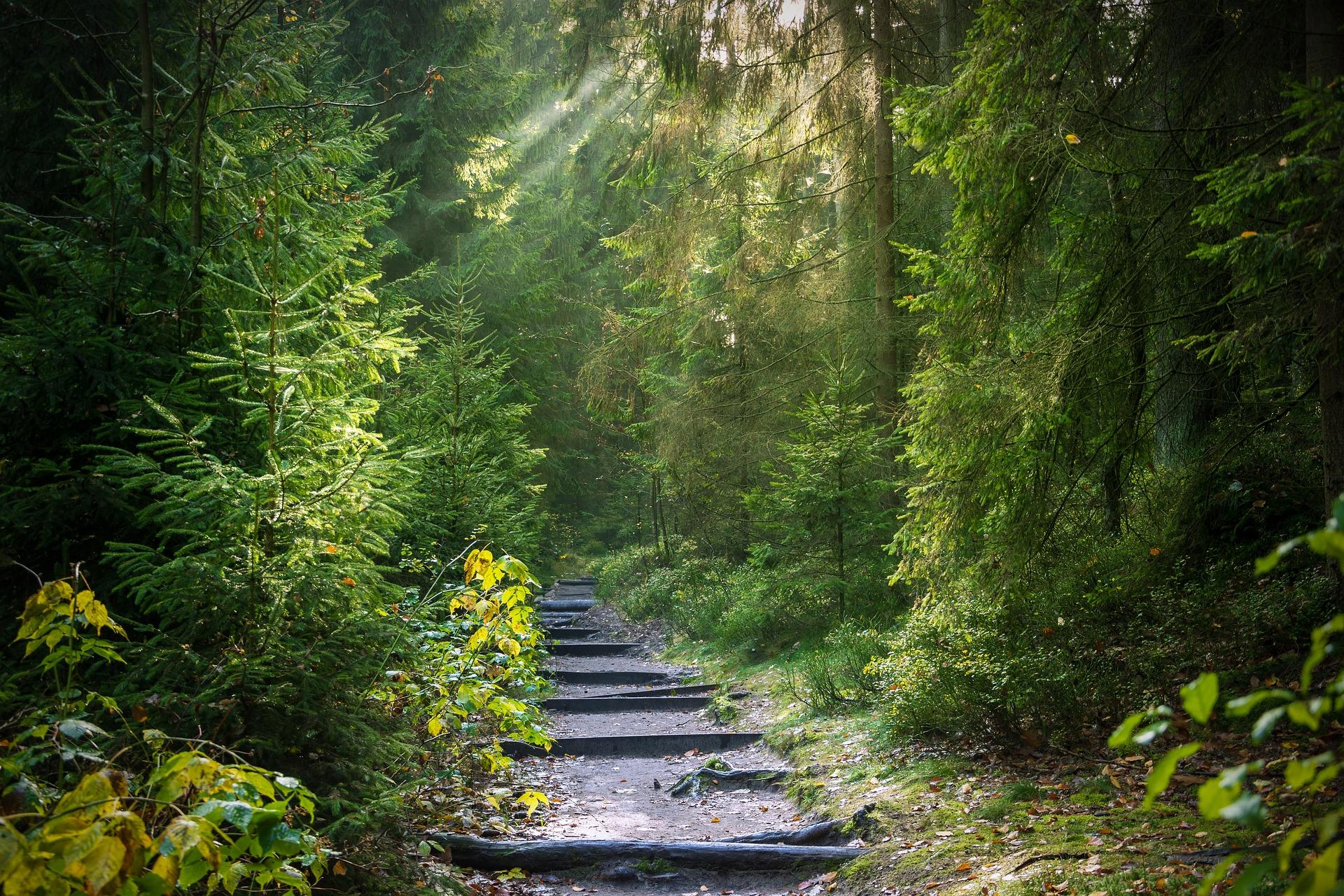 UK&#039;s largest forest management business formed after deal