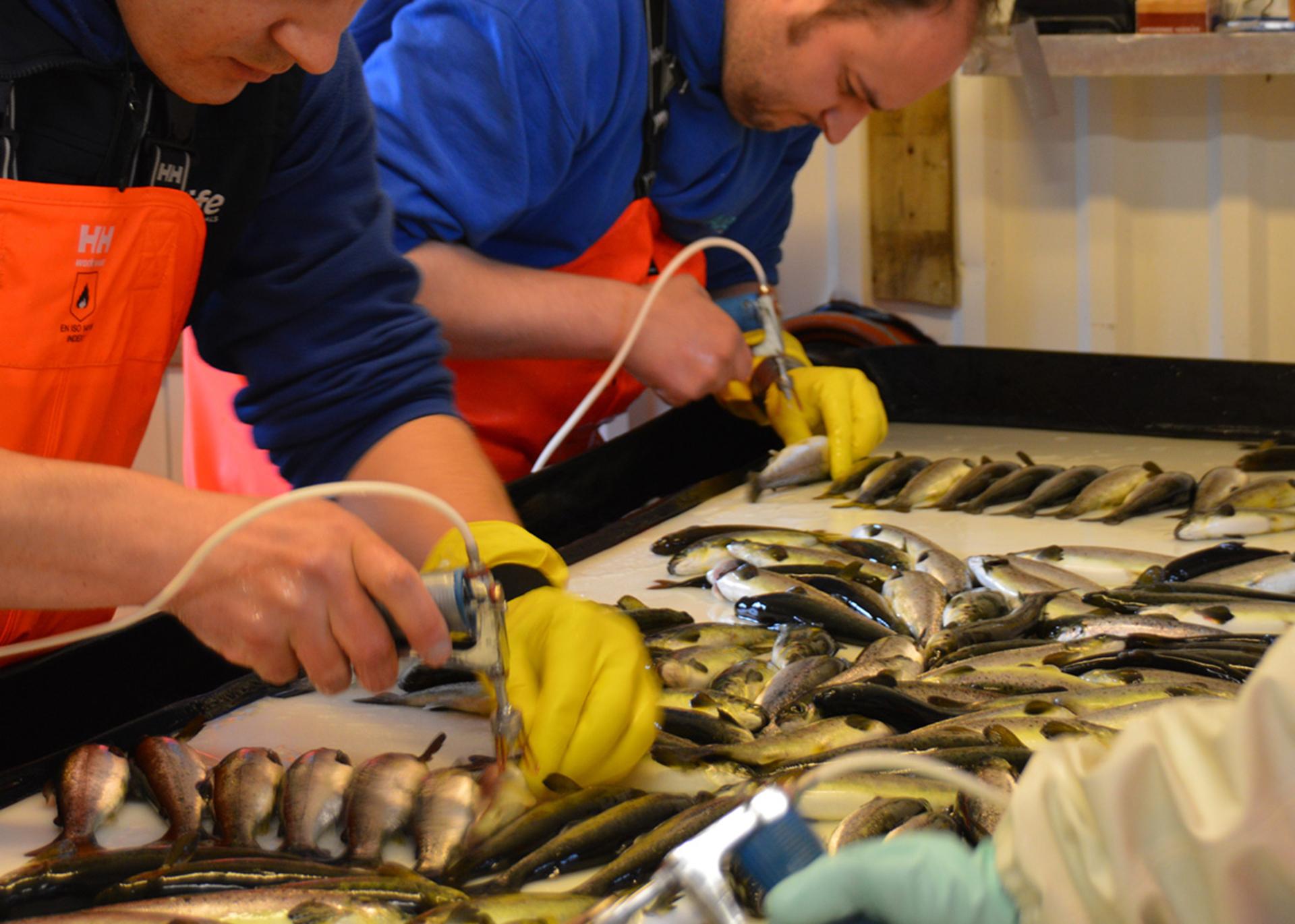 Aquaculture services business falls into administration