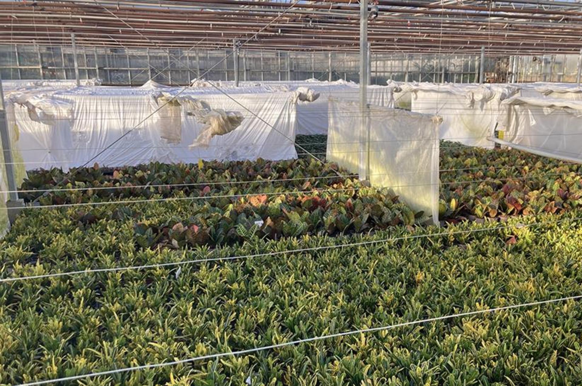 Administrators seeking buyer for East Midlands plant nursery