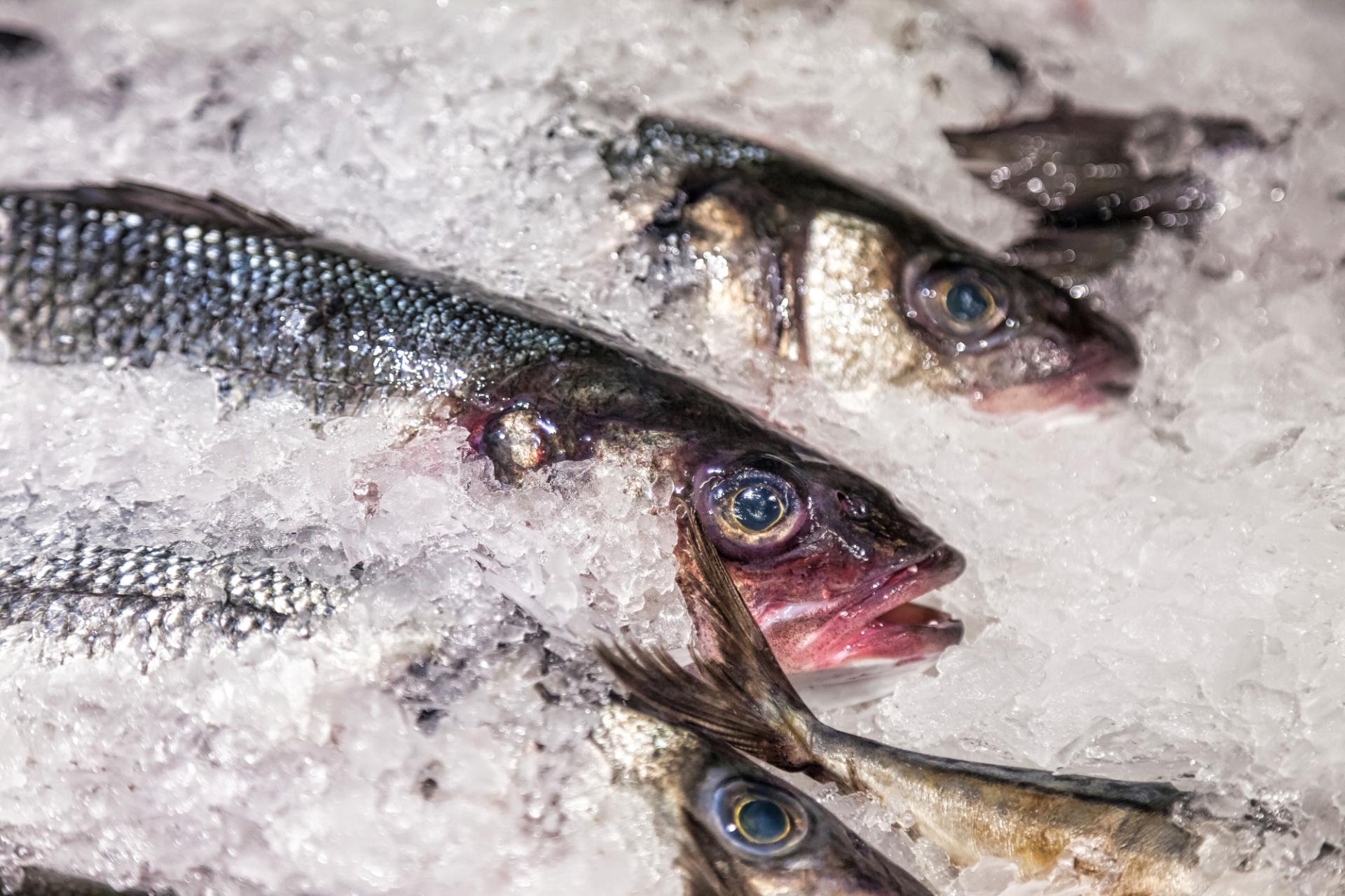 Administrators seek buyer for freshwater fish and shellfish distributor
